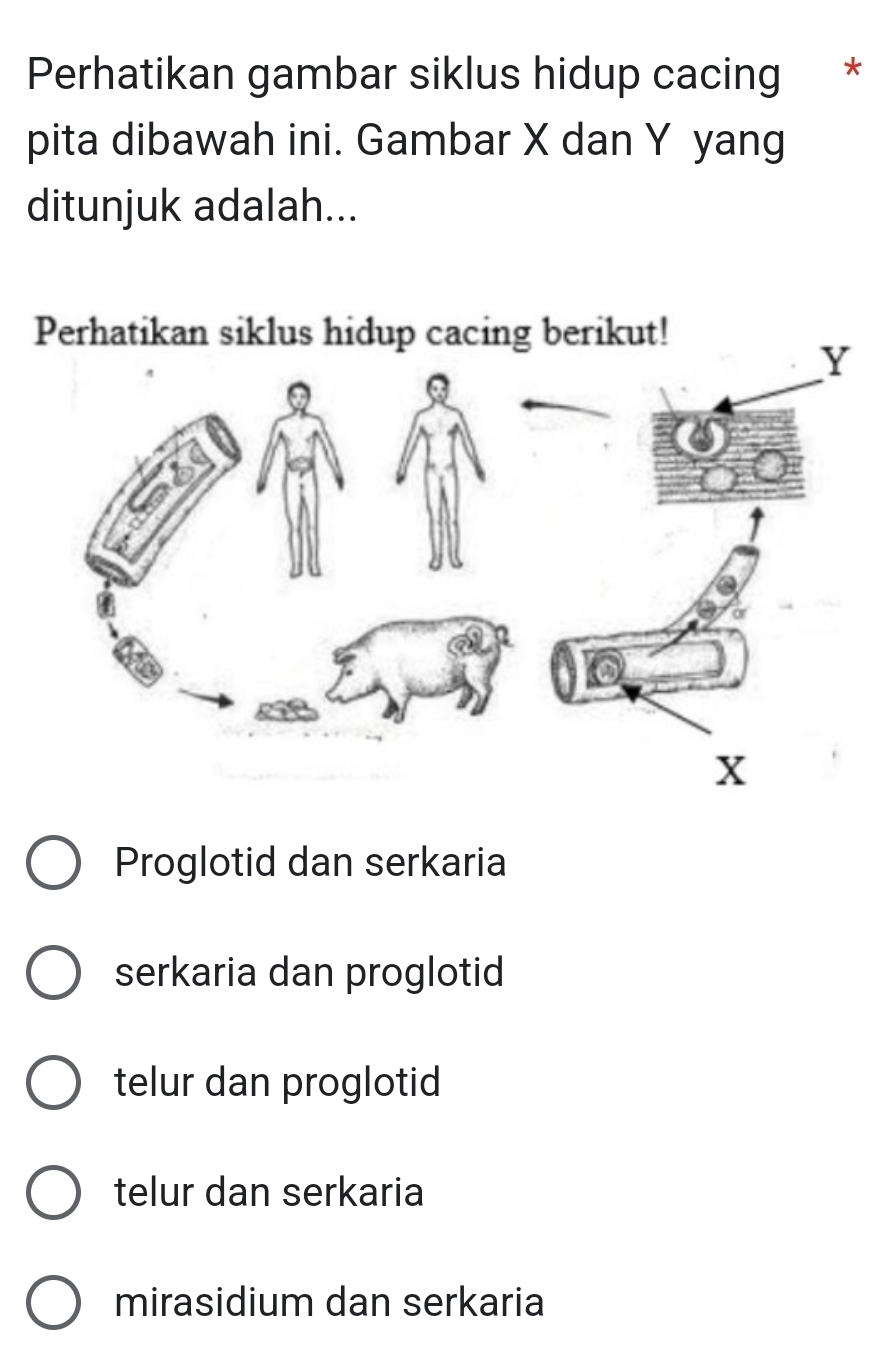 Perhatikan gambar siklus hidup cacing *
pita dibawah ini. Gambar X dan Y yang
ditunjuk adalah...
Perhatikan siklus hidup cacing berikut!
Proglotid dan serkaria
serkaria dan proglotid
telur dan proglotid
telur dan serkaria
mirasidium dan serkaria