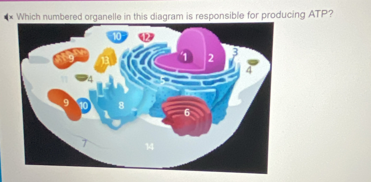 × Which numbered organelle in this diagram is responsible for producing ATP?