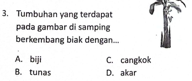 Tumbuhan yang terdapat
pada gambar di samping
berkembang biak dengan...
A. biji C. cangkok
B. tunas D. akar