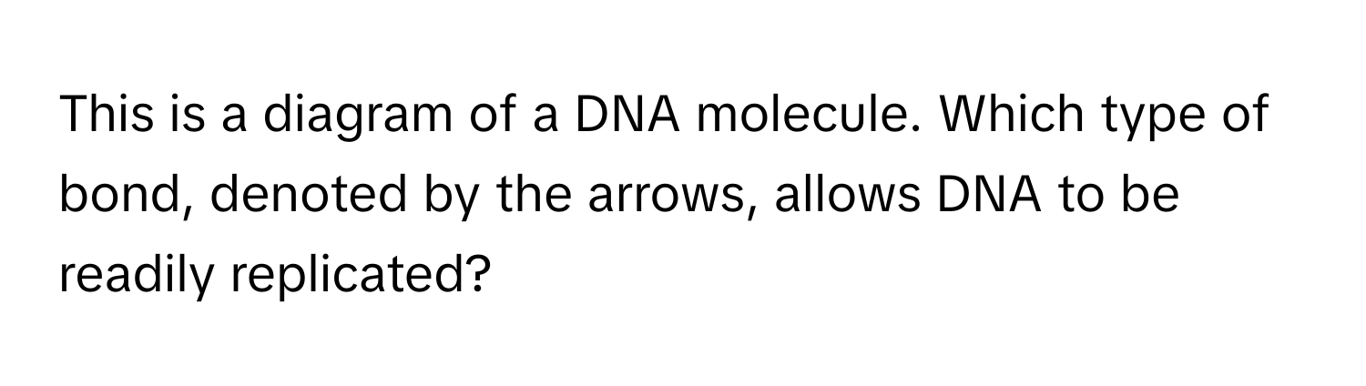 This is a diagram of a DNA molecule. Which type of bond, denoted by the arrows, allows DNA to be readily replicated?