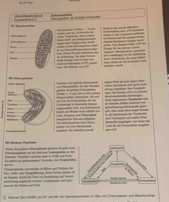 Dio EV Kaps
GRUPPENPUZZLE Zellbestandtaile
Expertenthema 2 Zellorganellen, die Energie umwandein
M1 Mitochondrien
Mitochondrien (Größe: 1 - 10 μm) findet an der inneren Mitochon-
werden auch als „Kraftwerke der drienmembran statt. ATP-Moleküle
éufero Memivan Zelles'' bezeichnet, denn in ihnen werden in das Cytoplasms befördert
nners Mémtc= findes Stoff- und Energieumwand- und können dort bei energieverbrau-
lungen statt. Energiereiche Stoffe chenden Reaktionen Energie bereit-
Marrix werden in den Mitochondrien mithil- stellen. Zum Beispiel liefert ATP die
DNA fe von Sauerstoff enzymatisch abge- Energie für den aktiven Carrier-
baut. Diesen Prozess bezeichnet man transport. Mitochondrien vermehren
als Zellatmung. Die dabei freiwer- sich unabhängig von der Zellteilung
Bjbosom
dende Energie wird in Form von durch Querteilung. Bei einer Zelltei-
Adenosintriphosphat (ATP), gespei- lung werden sie auf die beiden Toch-
chert. Die Bildung von ATP terzellen verteilt
Plastiden sind typische Bestandteile eigene DNA als auch eigene Ribo-
von Pflanzenzellen. Zu den Plastiden somen und können sich durch Quer-
gehören die grünen Chioroplasten teilung vermehren. Ihre Grundsub-
(Größe: 2 - 8 µm), die in allen grünen stanz, das Stroma, wird von flachen
Pflanzenzellen vorkommen. Sie sind Membransäckchen durchzogen.
die Orte der Fotosynthese, bei der
Lichtenergie in chemische Energie Diese sogenannten Thylakoide sind
an manchen Stellen kreisrund und
umgewandelt wird. Aus Kohlenstoff- geidrollenartig übereinander gesta-
8
dioxid und Wasser wird mithilfe von pelt. Man nennt diese Stapel Grana.
Licht, Enzymen und Chlorophyll In die Membranen der Thylakoide
energiereiche Glucose aufgebaut. sind Chlorophyll und andere Blatt-
Wie Mitochondrien sind Chloro- farbstoffe eingelagert, mit denen das
plasten von zwei Membranen Licht für die Fotosynthese eingefan-
umgeben. Sie enthalten sowohl gen wird.
M3 Weitere Plastiden
Neben den grünen Chloroplasten gehören die gelb-roten
Chromoplasten und die farblosen Leukoplasten zu den
Plastiden. Plastiden variieren stark in Größe und Form.
Sie gehen aus gemeinsamen Vorstufen, den Proplastiden
hervor. 
Chromoplasten verursachen in Blüten und Früchten die
Rot-, Gelb- und Orangefärbung. Diese Farben dienen oft
als Signale, durch die Tiere zur Bestäubung und Samen-
verbreitung angelockt werden. Leukoplasten sind Spei- 
cherorte für Stärke und Fette. 
1 Nennen Sie mithilfe von M1 und M2 die Gemeinsamkeiten im Bau von Chloroplasten und Mitochondrien.