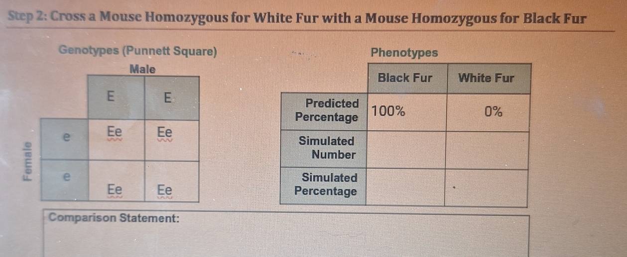 Cross a Mouse Homozygous for White Fur with a Mouse Homozygous for Black Fur 
Genotypes (Punnett Square) Phenotypes 
E 

Comparison Statement: