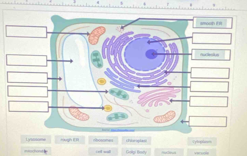 6 7 9
Lysosome rough ER ribosomes chloroplast cytoplasm
mitochand cell wall Golgi Body nucleus vacuole