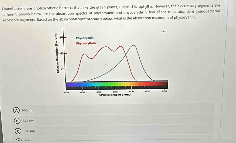 Cyanobacteria are photosynthetic bacteria that, like the green plants, utilize chlorophyll a. However, their accessory pigments are
different. Shown below are the absorption spectra of phycocyanin and phycoerythrin, two of the most abundant cyanobacterial
accessory pigments. Based on the absorption spectra shown below, what is the absorption maximum of phycocyanin?
A 605 nm
B 565 nm
C 570 nm