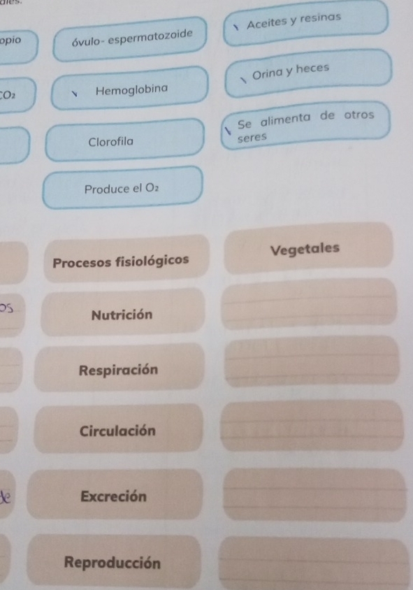 Aceites y resinas 
opío óvulo- espermatozoide 
Orina y heces 
O2 、 Hemoglobina 
Se alimenta de otros 
Clorofila 
seres 
Produce el O₂ 
Procesos fisiológicos Vegetales 
OS 
Nutrición 
Respiración 
Circulación 
le Excreción 
Reproducción