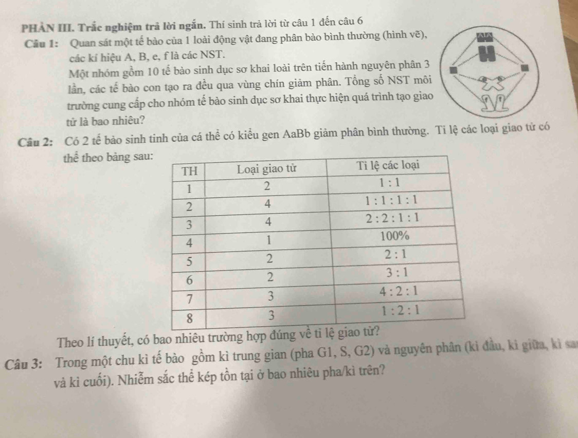 PHAN III. Trắc nghiệm trả lời ngắn. Thí sinh trả lời từ câu 1 đến câu 6
Cầu 1: Quan sát một tế bào của 1 loài động vật đang phân bào bình thường (hình vẽ),
các kí hiệu A, B, e, f là các NST.
Một nhóm gồm 10 tế bào sinh dục sơ khai loài trên tiến hành nguyên phân 3
lần, các tế bào con tạo ra đều qua vùng chín giảm phân. Tổng số NST môi
trường cung cấp cho nhóm tế bào sinh dục sơ khai thực hiện quá trình tạo giao
tử là bao nhiêu?
Câu 2: Có 2 tế bào sinh tinh của cá thể có kiểu gen AaBb giảm phân bình thường. Ti lệ các loại giao tử có
thể theo bảng sau
Theo lí thuyết, có bao nhiêu trường
Câu 3: Trong một chu kì tế bào gồm kì trung gian (pha G1, S, G2) và nguyên phân (kì đầu, kì giữa, kì sa
và kì cuối). Nhiễm sắc thể kép tồn tại ở bao nhiêu pha/kì trên?