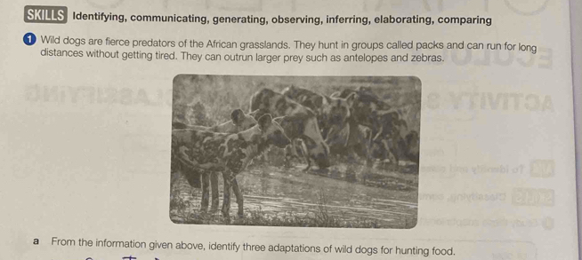 SKILLS Identifying, communicating, generating, observing, inferring, elaborating, comparing 
Wild dogs are fierce predators of the African grasslands. They hunt in groups called packs and can run for long 
distances without getting tired. They can outrun larger prey such as antelopes and zebras. 
a From the information given above, identify three adaptations of wild dogs for hunting food.