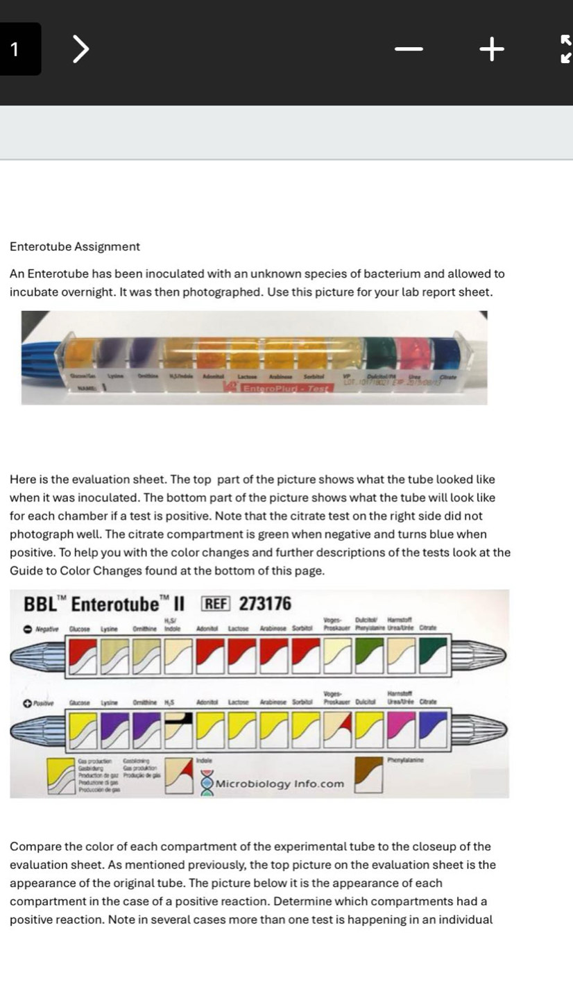 Solved: Enterotube Assignment An Enterotube has been inoculated with an ...