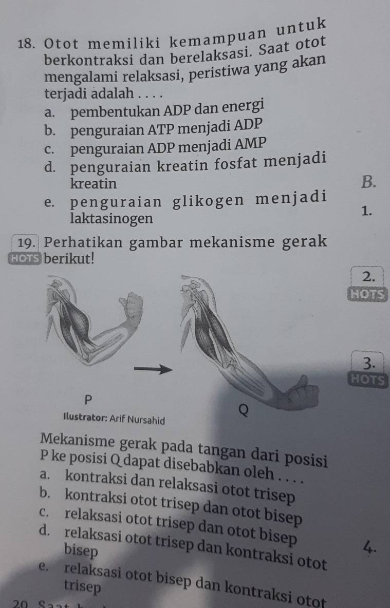 Otot memiliki kemampuan untuk
berkontraksi dan berelaksasi. Saat otot
mengalami relaksasi, peristiwa yang akan
terjadi adalah . . . .
a. pembentukan ADP dan energi
b. penguraian ATP menjadi ADP
c. penguraian ADP menjadi AMP
d. penguraian kreatin fosfat menjadi
kreatin
B.
e. penguraian glikogen menjadi
1.
laktasinogen
19. Perhatikan gambar mekanisme gerak
HOTs berikut!
2.
HOTS
3.
HOTS
P
Ilustrator: Arif Nursahid
Mekanisme gerak pada tangan dari posisi
P ke posisi Q dapat disebabkan oleh . . . .
a. kontraksi dan relaksasi otot trisep
b. kontraksi otot trisep dan otot bisep
c. relaksasi otot trisep dan otot bisep 4.
d. relaksasi otot trisep dan kontraksi otot
bisep
e. relaksasi otot bisep dan kontraksi otot
trisep