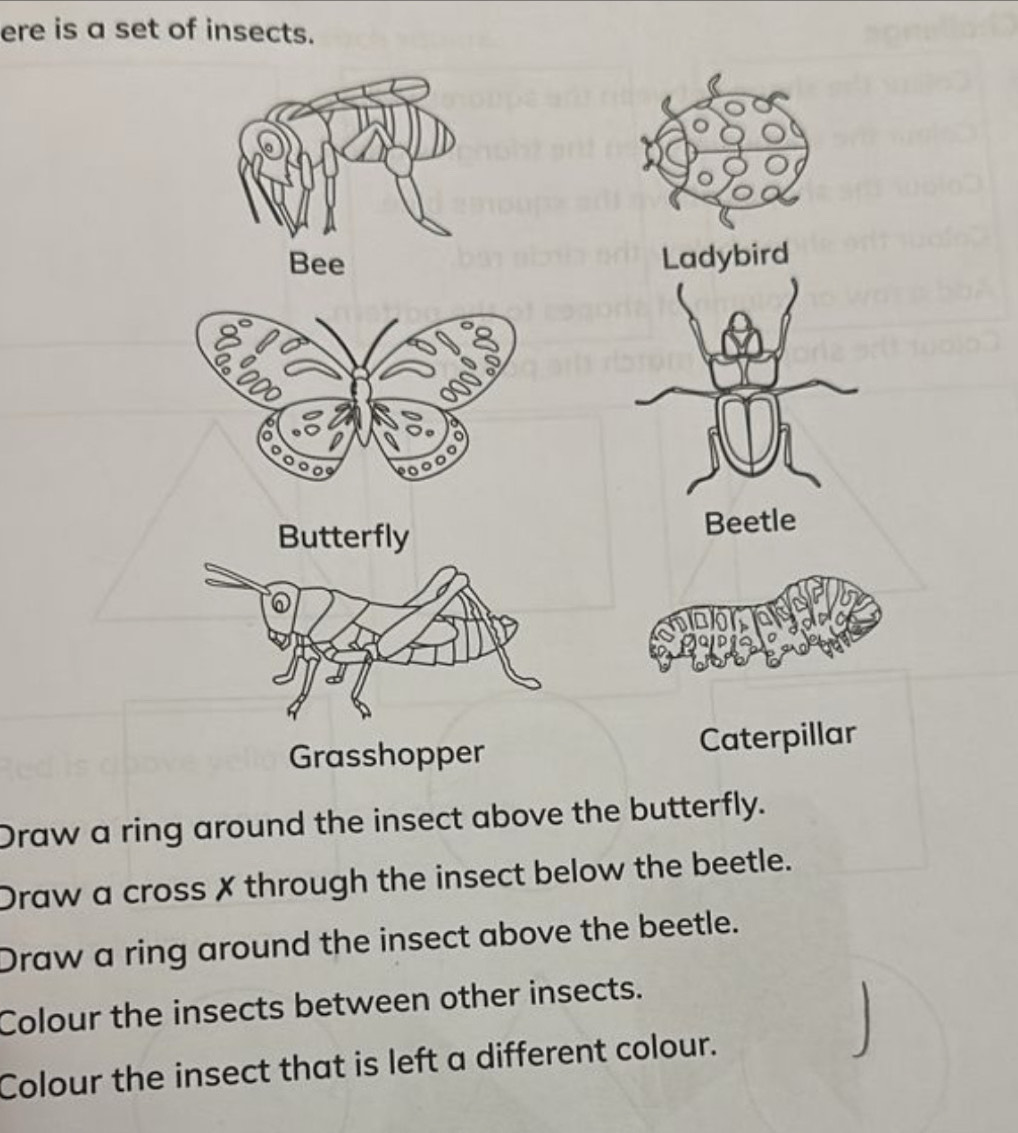 ere is a set of insects. 
Ladybird
2
Butterfly 
Beetle 
lor 
Grasshopper Caterpillar 
Draw a ring around the insect above the butterfly. 
Draw a cross ✗ through the insect below the beetle. 
Draw a ring around the insect above the beetle. 
Colour the insects between other insects. 
Colour the insect that is left a different colour.