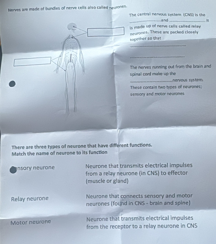 Nerves are made of bundles of nerve cells also called neurones.
The central nervous system (CNS) is the
_and _It
made up of nerve cells called relay
eurones. These are packed closely
gether so that
_
_
he nerves running out from the brain and
pinal cord make up the
_nervous system.
hese contain two types of neurones;
ensory and motor neurones
There are three types of neurone that have different functions.
Match the name of neurone to its function
nsory neurone Neurone that transmits electrical impulses
from a relay neurone (in CNS) to effector
(muscle or gland)
Relay neurone Neurone that connects sensory and motor
neurones (found in CNS - brain and spine)
Motor neurone Neurone that transmits electrical impulses
from the receptor to a relay neurone in CNS