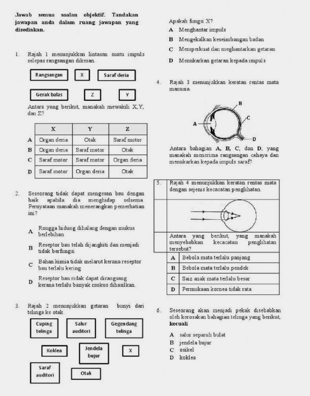 Jawab semua soalan objektif. Tandakan
jawapan anda dalam ruang jawapan yang Apakah fungsi X?
disediakan. A Menghantar impuls
B Mengekalkan keseimbangan badan
C Memperkuat dan meghantarkan getaran
1. Rajah 1 menunjukkan lintasan suatu impuls
selepas rangsangan dikesan D Menukarkan getaran kepada impuls
Rangsangan x Saraf deria
4. Rajah 3 menunjukkan keratan rentas mata
manusia
Gerak balas z Y
B
Antara yang berikut, manakah mewakili X, Y,
dan Z?
C
A
D
Antara bahagian A, B, C, dan D, yang
manakah menerima rangsangan cahaya dan
menukarkan kepada impuls saraf?
2. Seseorang tidak dapat mengesan bau dengan
baik apabila dia menghidap selsema
Pernyataan manakah menerangkan pemerhatian
ini ?
Rongga hidung dihalang dengan mukus
A berlebihan
B Reseptor bau telah dijangkiti dan menjadi
tidak berfungs
C Bahan kimia tidak melarut kerana reseptor
bau terlalu kering
Reseptor bau ridak dapat dirangsang
D kerana terlalu banyak mukus dihasilkan.
3. Rajah 2 menunjukkan getaran bunyi dari
telinga ke otak 6. Seseorang akan menjadi pekak disebabkan
oleh kerosakan bahagian telinga yang berikut,
Cuping Salur Gegendang kecuali
telinga auditori telinga
A salur separuh bulat
B jendela bujur
Koklea Jendela x C osikel
bujur D koklea
Saraf
auditori Otak