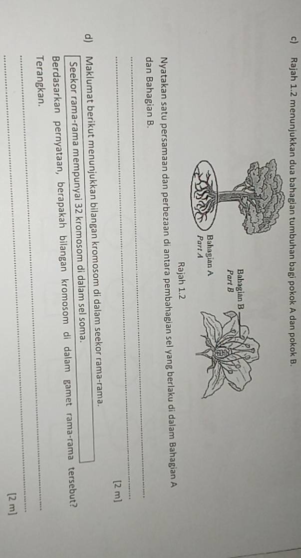 Rajah 1.2 menunjukkan dua bahagian tumbuhan bagi pokok A dan pokok B. 
Rajah 1.2 
Nyatakan satu persamaan dan perbezaan di antara pembahagian sel yang berlaku di dalam Bahagian A 
_ 
dan Bahagian B. 
_ 
[2 m] 
d) Maklumat berikut menunjukkan bilangan kromosom di dalam seekor rama-rama. 
Seekor rama-rama mempunyai 32 kromosom di dalam sel soma. 
Berdasarkan pernyataan, berapakah bilangan kromosom di dalam gamet rama-rama tersebut? 
Terangkan. 
_ 
[2 m]