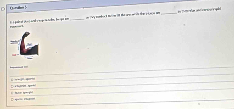In a pair of bicep and tricep muscles, biceps are_ as they contract to the lift the arm while the triceps are_ as they relax and control rapid 
movement
leage penonul ched.
synergist, agaonist
antagonist , agonist
fauator, synergist
○ agonist, antagonist