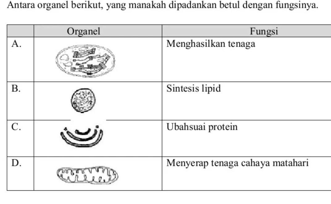 Antara organel berikut, yang manakah dipadankan betul dengan fungsinya.