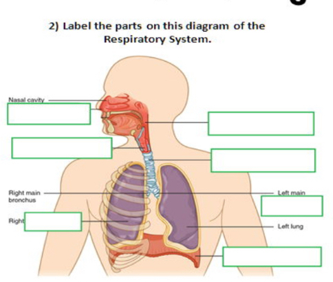 Label the parts on this diagram of the 
Respiratory System.
N
R
b
R