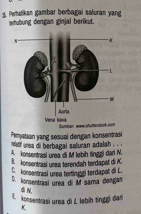 Perhatikan gambar berbagai saluran yang
terhubung dengan ginjal berikut.
Sumber: www.shut
Pernyataan yang sesuai dengan konsentrasi
relatif urea di berbagai saluran adalah . . ·
A. konsentrasi urea di M lebih tinggi dari N.
B. konsentrasi urea terendah terdapat di K.
C. konsentrasi urea tertinggi terdapat di L.
D. konsentrasi urea di M sama dengan
di N.
E. konsentrasi urea di L lebih tinggi dari
K.