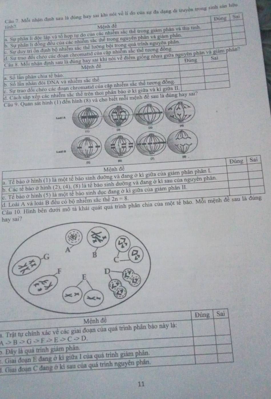 Mỗi nhận định sau là đủng bay sai khi nói về lí do của sự đa đạng di truyền trong sinh sản hữu
Đùng Sai
tinh? Mệnh đề
a. Sự phân li độc lập và tổ hợp tự do của các nhiễm sắc thể trong giảm phân và thụ tinh
b. Sự phân li đồng đều của các nhiễm sắc thể trong nguyên phân và giảm phân
c. Sự duy trì ổn định bộ nhiễm sắc thể lưỡng bội trong quả trình nguyên phân
d. Sự trao đổi chéo các đoạn chromatid của cặp nhiễm sắc thể tương đồng
Cầu 8. Mỗi nhận định sau là đúng hay sai khi nói về điểm giống nhau giữa nguyên phân và giảm phân?
Đúng Sai
Mệnh đê
a. Số lần phần chia tế bảo.
b. Số lần nhân đôi DNA và nhiêm sắc thể
c. Sự trao đồi chéo các đoạn chromatid của cặp nhiễm sắc thể tương đồng.
d. Cách sắp xếp các nhiễm sắc thể trên thoi phân bào ở kì giữa và kì giữa II.
Câu 9. Quan sát hình (1) đến hình (8) và cho biết mỗi mệnh đề sau là đúng hay sai?
Loài A
(1) 2
Loài B
(7) Sai
(5
Đúng
Mệnh đề
a. Tế bào ở hình (1) là một tế bảo sinh dưỡng và đang ở kì giữa của giảm phân phân I.
b. Các tế bào ở hình (2), (4), (8) là tế bào sinh dưỡng và đang ở kì sau của nguyên phân.
c. Tế bào ở hình (5) là một tế bảo sinh dục đang ở kì giữa của giảm phân II.
d. Loài A và loài B đều có bộ nhiễm sắc thể 2n=8.
Cầu 10. Hình bên dưới mô tả khái quát quá trình phân chia của một tế bào. Mỗi mệnh đề sau là đúng
hay sai?
Đúng Sai
Mệnh đề
Ato Bto Gto Fto Eto Cto D. a. Trật tự chính xác về các giai đoạn của quá trình phân bảo này là:
b. Đây là quả trình giảm phân.
2. Giải đoạn E đang ở kì giữa 1 của quá trình giảm phân.
J. Giai đoạn C đang ở kì sau của quá trình nguyên phân.
11