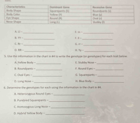A U- 
_ 
E 85- _ 
B. YY- _ F. 1- _ 
C. Rr- _ 
G π - _ 
H. 
D. RR- _  Yy- _ 
5. Use the information in the chart in #4 to write the genotype (or genotypes) for each trait below. 
A. Yellow Body -_ E. Stubby Nose -_ 
B. Roundpants -_ F. Round Eyes -_ 
C. Oval Eyes - _G. Squarepants =_ 
D. Long Nose =_ H. Blue Body —_ 
6. Determine the genotypes for each using the information in the chart in #4. 
A. Heterozygous Round Eyes -_ 
B. Purebred Squarepants -_ 
C. Homozygous Long Nose -_ 
D. Hybrid Yellow Body -_