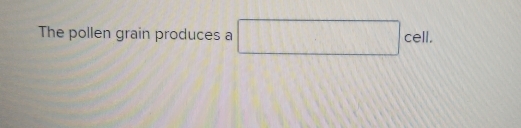 The pollen grain produces a □ cell.