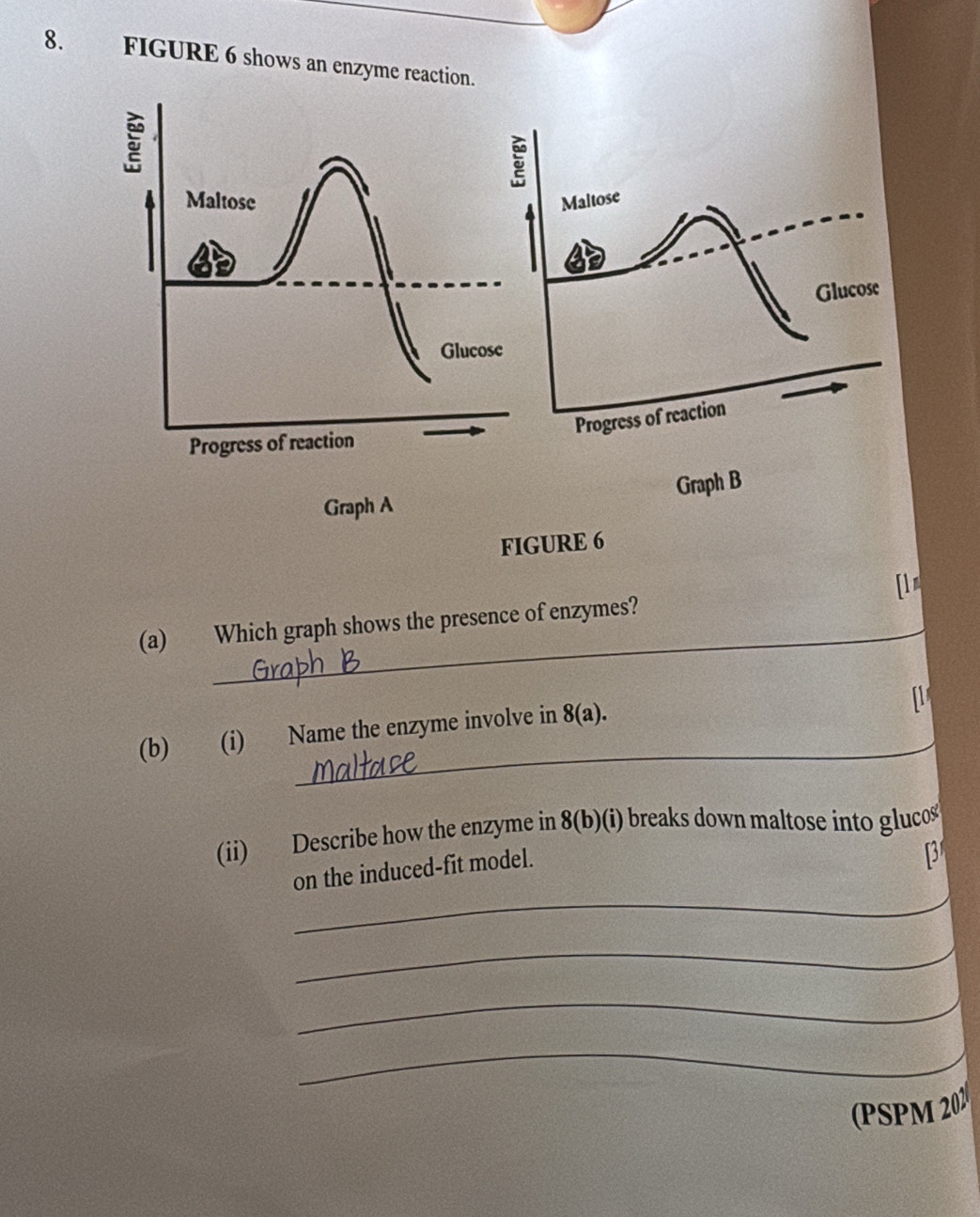 FIGURE 6 shows an enzyme reaction. 
a 
Maltose Maltose 
Glucose 
Glucose 
Progress of reaction 
Progress of reaction 
Graph B 
Graph A 
FIGURE 6 
_ 
(a) Which graph shows the presence of enzymes? [l m 
_ 
(b) (i) Name the enzyme involve in 8(a). 
(ii) Describe how the enzyme in 8(b)(i) breaks down maltose into gluco 
on the induced-fit model.
p
_ 
_ 
_ 
_ 
(PSPM 202