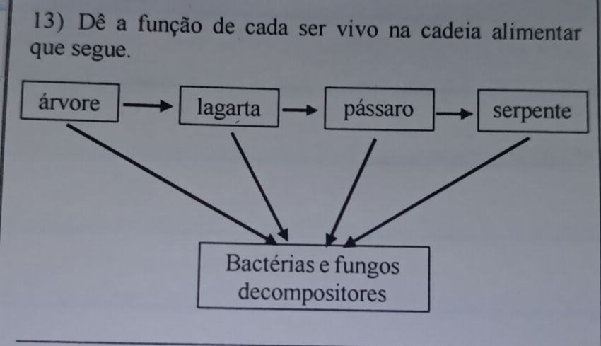 Dê a função de cada ser vivo na cadeia alimentar 
que segue.