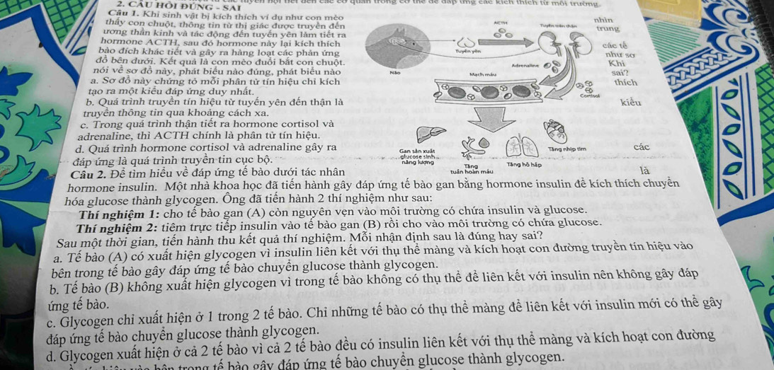 CÂU HỒI ĐÚNG - SAI   e n  nộ  i tếi dến các có quan trong có thể dể đấp tmg các kich thích từ môi tr ư    
Câu 1. Khi sinh vật bị kích thích ví dụ như con mèo
thấy con chuột, thông tin từ thị giác được truyền đếnn
ương thần kinh và tác động đến tuyến yên làm tiết ratrung
hormone ACTH, sau đó hormone này lại kích thích
bào đích khác tiết và gây ra hàng loạt các phản ứng c tế
đồ bên dưới. Kết quả là con mèo đuổi bắt con chuột.hư so hi
nói về sơ đồ này, phát biểu nào đúng, phát biểu nào sai?
a. Sơ đồ này chứng tỏ mỗi phân tử tín hiệu chỉ kích thích
tạo ra một kiểu đáp ứng duy nhất.
b. Quá trình truyền tín hiệu từ tuyến yên đến thận là kiểu
truyền thông tin qua khoảng cách xa
c. Trong quá trình thận tiết ra hormone cortisol và
adrenaline, thì ACTH chính là phân tử tín hiệu.
d. Quá trình hormone cortisol và adrenaline gây racác
đáp ứng là quá trình truyền tin cục bộ. 
Cầu 2. Để tìm hiều về đáp ứng tế bào dưới tác nhânlà
hormone insulin. Một nhà khoa học đã tiến hành gây đáp ứng tế bào gan bằng hormone insulin để kích thích chuyển
hóa glucose thành glycogen. Ông đã tiến hành 2 thí nghiệm như sau:
Thí nghiệm 1: cho tế bào gan (A) còn nguyên vẹn vào môi trường có chứa insulin và glucose.
Thí nghiệm 2: tiêm trực tiếp insulin vào tế bào gan (B) rồi cho vào môi trường có chứa glucose.
Sau một thời gian, tiến hành thu kết quả thí nghiệm. Mỗi nhận định sau là đúng hay sai?
a. Tế bào (A) có xuất hiện glycogen vì insulin liên kết với thụ thể màng và kích hoạt con đường truyền tín hiệu vào
bên trong tế bào gây đáp ứng tế bào chuyển glucose thành glycogen.
b. Tế bào (B) không xuất hiện glycogen vì trong tế bào không có thụ thể để liên kết với insulin nên không gây đáp
ứng tế bào.
c. Glycogen chỉ xuất hiện ở 1 trong 2 tế bào. Chỉ những tế bào có thụ thể màng đề liên kết với insulin mới có thể gây
đáp ứng tế bào chuyển glucose thành glycogen.
d. Glycogen xuất hiện ở cả 2 tế bào vì cả 2 tế bào đều có insulin liên kết với thụ thể màng và kích hoạt con đường
ng tế b  o gây đáp ứng tế bào chuyền glucose thành glycogen.