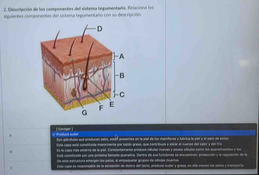 Descripción de los componentes del sistema tegumentario, Relaciona los
siguientes componentes del sistema tegumentario con su descripción.
( Escoger )
A √ Produce sudor
Son glándulas que producen sebo, están presentes en la piel de los mamíferos y lubrica la piel y el pelo de estos
Esta capa está constituida mayormente por tejido graso, que contribuye a alslar el cuerpo del calor y del frío
u
Es la capa más externa de la piel. Constantemente produce células nuevas y posee células como los queratinocitos y los
Está constituído por una proteína llamada queratina. Dentro de sus funciones se encuentran: protección y la regulación de la
De esta estructura emergen los pelos, al empaquetar grupos de células muertas
C
Esta capa es responsable de la sensación de dolory del tacto, produce sudor y grasa, en ella crecen los pelos y transporta