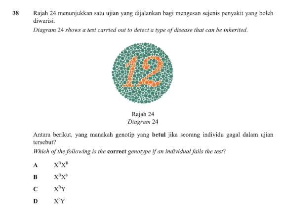 Rajah 24 menunjukkan satu ujian yang dijalankan bagi mengesan sejenis penyakit yang boleh
diwarisi.
Diagram 24 shows a test carried out to detect a type of disease that can be inherited.
Rajah 24
Diagram 24
Antara berikut, yang manakah genotip yang betul jika seorang individu gagal dalam ujian
tersebut?
Which of the following is the correct genotype if an individual fails the test?
A X^BX^B
B X^BX^b
C X^BY
D X^bY