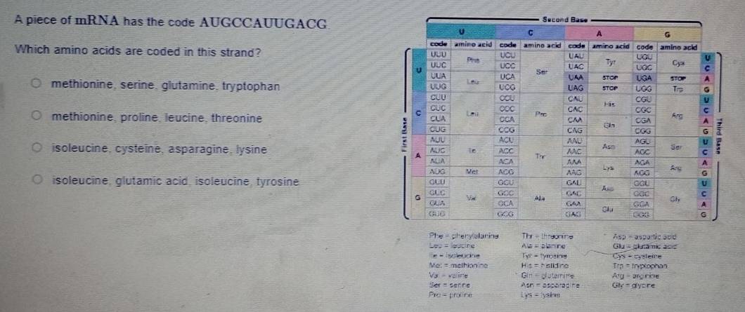 Solved: A piece of mRNA has the code AUGCCAUUGACG Which amino acids are ...