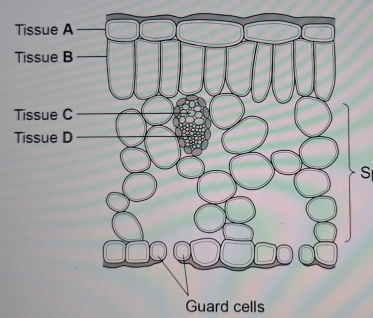 Guard cells