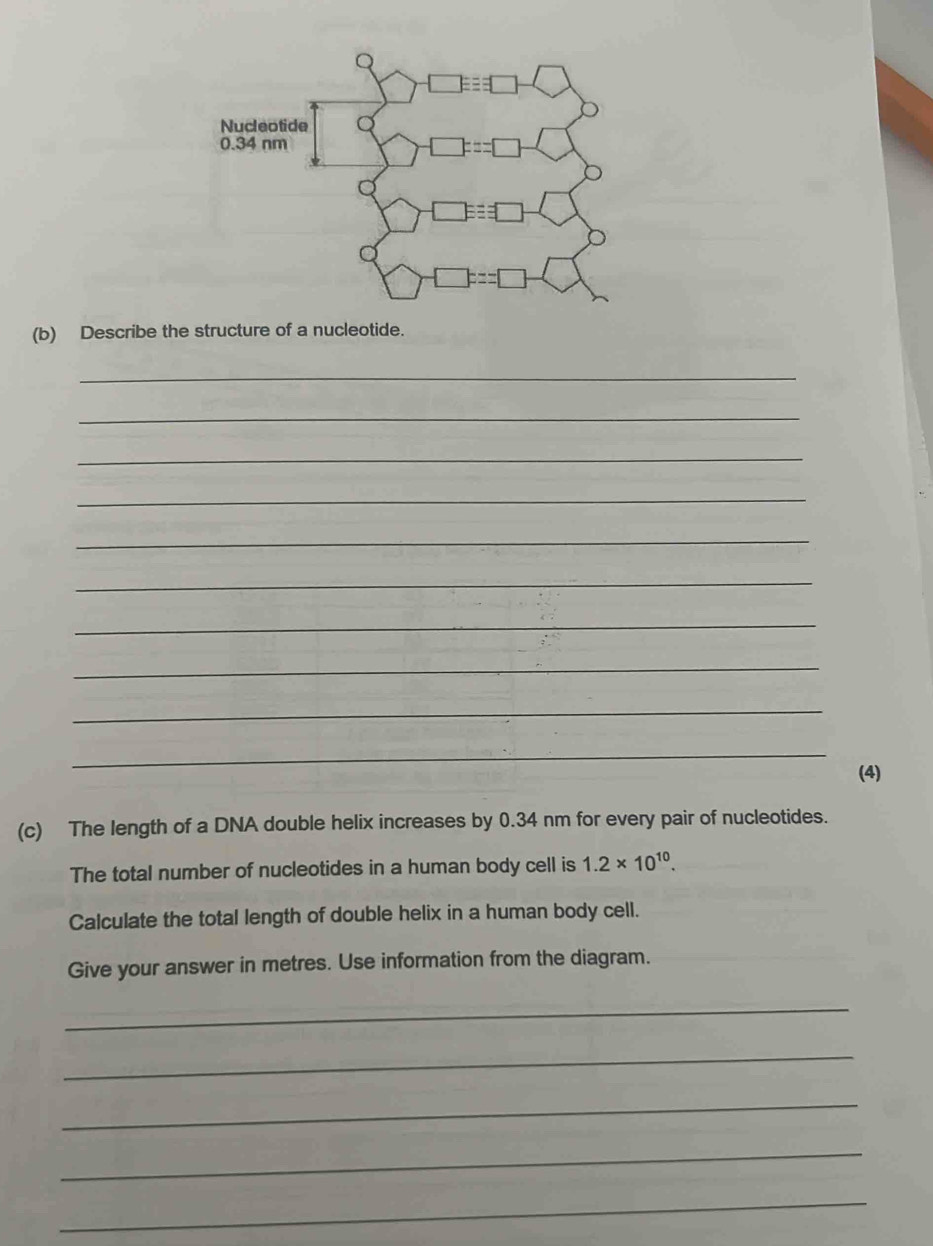 Describe the structure of a nucleotide.
_
_
_
_
_
_
_
_
_
_
(4)
(c) The length of a DNA double helix increases by 0.34 nm for every pair of nucleotides.
The total number of nucleotides in a human body cell is 1.2* 10^(10).
Calculate the total length of double helix in a human body cell.
Give your answer in metres. Use information from the diagram.
_
_
_
_
_