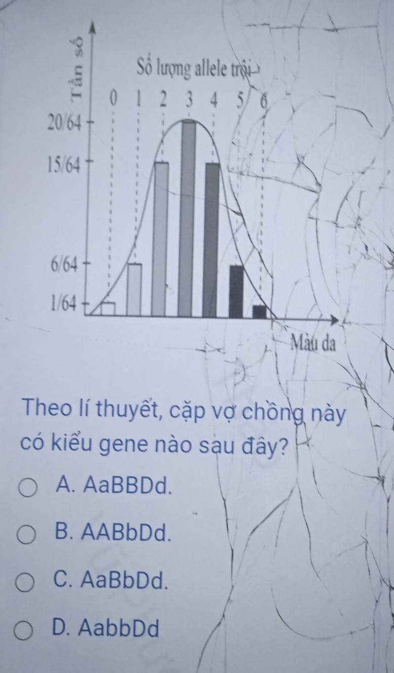 Theo lí thuyết, cặp vợ chồng này
có kiểu gene nào sạu đây?
A. AaBBDd.
B. AABbDd.
C. AaBbDd.
D. AabbDd