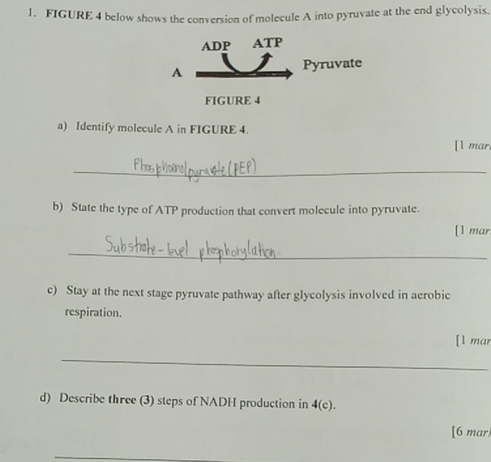 FIGURE 4 below shows the conversion of molecule A into pyruvate at the end glycolysis. 
ADP ATP 
A 
Pyruvate 
FIGURE 4 
a) Identify molecule A in FIGURE 4. 
[l mar. 
_ 
b) State the type of ATP production that convert molecule into pyruvate. 
[l mar 
_ 
c) Stay at the next stage pyruvate pathway after glycolysis involved in aerobic 
respiration. 
[l mar 
_ 
d) Describe three (3) steps of NADH production in 4(c). 
[6 mar 
_