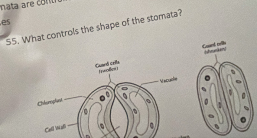 ata are cont 
es 
S5. What controls the shape of the stomata?