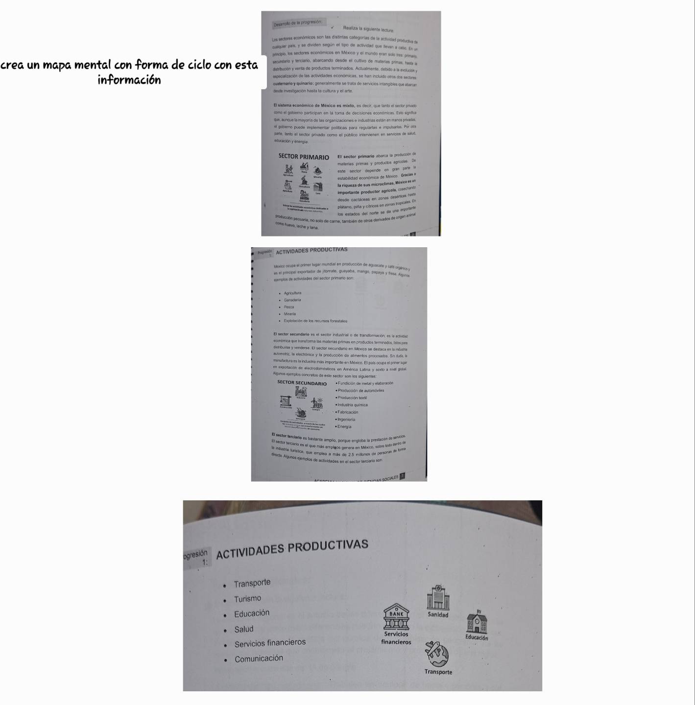 Desarollo de la progresión
Realiza la siguiente lecture
Les sectores económicos son las distintas categorías de la actividad productiva de
cuiquier país, y se dividen según el tipo de actividad que llevan a caño. En in
ariacipio, los sectores económicos en México y el mundo eran solo tres: primaro
secundario y terciario, abarcando desde el cultivo de materías primas, hasía la
crea un mapa mental con forma de ciclo con esta ditribución y venta de productos terminados. Actualmente, debido a la evolución y
especialización de las actividades económicas, se han incluido otros dos sectores
información cuatemario y quinario: generalmente se trata de servicios intangibles que abana
desde investigación hasta la cultura y el arte.
El sistema económico de México es mixto, es decir, que tanto el sector privado
como el gobierno participan en la torna de decisiones económicas. Esto signífica
que, aunque la mayoría de las organizaciones e industrías están en manos prixadas.
el gobiemo puede implementar políticas para regularlas e impulsadas. Por om
parte, tanto el sector privado como el público intervienen en servicios de salud
educación y energía
SECTOR PRIMARIO El sector primario abaroa la producción de
materias primas y produclos agrícolas. De
este sector depende en gran parte la
estabilidad económica de México. Gracias #
la ríqueza de sus microclimas, México e un
importante productor agrícola, cosechanto
desde cactáceas en zonas desérticas hasta
ae  plátano, piña y citricos en zonas tropicales. En
los estados del norte se da una emportante
poducción pecuara, no solo de care, también de otros derivados de origen anito
como huevo, leche y lana
*''' ACTIVIDADES PRODUCTIVA
Mexico-ocupa el primer lugar mundial en producción de aguacate y caté orgánico y
es el principal exportador de jitomate, guayaba, mango, papaya y tresa. Agueos
ejemplos de actividades del sector primaro son
* Agricultura
* Ganadería
El sector secundario es el sector industrial o de transformación, es la actividad
económica que transforma las materías primas en productos terminados, lstospar
detribuirsa y venderse. El sector secunderió en México se destaca en la indusira
autometriz, la electrónica y la producción de alimentos procesados. Sin duda la
manufactura es la industria más importante en México. El país ocupa el primer lugor
en exportación de electrodomésticos en América Latina y sexto a nivél giobal.
Algunas ejemplos concretos de este sectar son los siguientes
SECTOR SECUNDARIO * Fundición de metal y elaboración
* Producción de automóviles
*Industria química
*Fabricación
* Ingenieria
El secter terciario es bastante amplio, porque engloba la prestación de selvicio
El sector ferciario es el que más emplaos oenera en México, sobre logo dentó de
la indostría sunística, que emplea a máe da 9 6 mitones de personas de foma
directa Álgunos ejemplos de actividades en el sector terciario son
TIAS SOCíALES
ogresión ACTIVIDADES PRODUCTIVAS
1:
Transporte
Turismo
Educación Bank Sanidad
Salud
Servicios Educación
Servicios financieros
financieros
Comunicación
Transporte