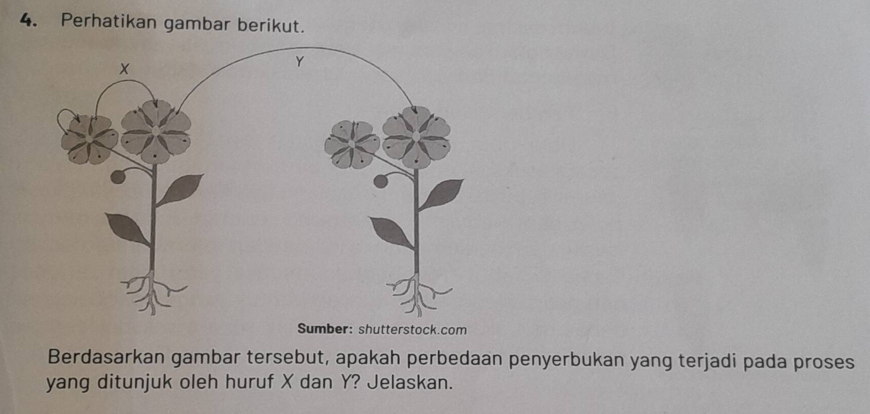 Perhatikan gambar berikut. 
Sumber: shutterstock.com 
Berdasarkan gambar tersebut, apakah perbedaan penyerbukan yang terjadi pada proses 
yang ditunjuk oleh huruf X dan Y? Jelaskan.