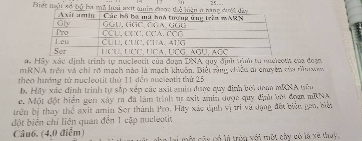 14 17 20 25.... 
Biết một số bộ ba mã hoá axit amin đượ 
a. Hãy xác định trình tự nucleotit của đoạn DNA quy định trình tự nucleotit của đoạn 
mRNA trên và chỉ rõ mạch nào là mạch khuôn. Biết rằng chiều di chuyền của riboxom 
theo hướng từ nucleotit thứ 11 đến nucleotit thứ 25
b. Hãy xác định trình tự sắp xếp các axit amin được quy định bởi đoạn mRNA trên 
c. Một đột biển gen xảy ra đã làm trình tự axit amin được quy định bởi đoạn mRNA 
trên bị thay thế axit amin Ser thành Pro. Hãy xác định vị trí và dạng đột biển gen, biết 
đột biển chỉ liên quan đến 1 cặp nucleotit 
Câu6. (4,0 điểm) 
cho lai một cây có lá tròn với một cây có lá xẻ thuỳ,