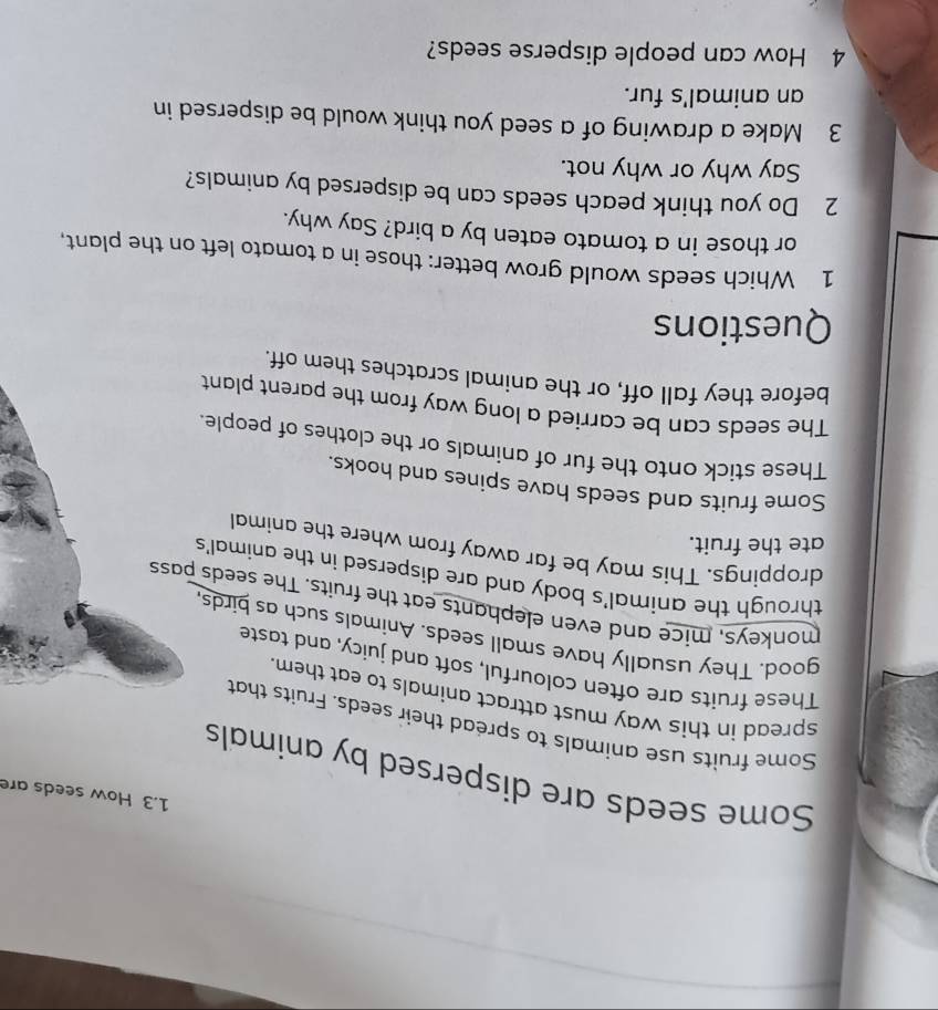 1.3 How seeds are 
Some seeds are dispersed by animals 
Some fruits use animals to spread their seeds. Fruits that 
spread in this way must attract animals to eat them 
These fruits are often colourful, soft and juicy, and taste 
good. They usually have small seeds. Animals such as birds 
monkeys, mice and even elephants eat the fruits. The seeds pass 
through the animal's body and are dispersed in the animal's 
droppings. This may be far away from where the animal 
ate the fruit. 
Some fruits and seeds have spines and hooks. 
These stick onto the fur of animals or the clothes of people. 
The seeds can be carried a long way from the parent plant 
before they fall off, or the animal scratches them off. 
Questions 
1 Which seeds would grow better: those in a tomato left on the plant, 
or those in a tomato eaten by a bird? Say why. 
2 Do you think peach seeds can be dispersed by animals? 
Say why or why not. 
3 Make a drawing of a seed you think would be dispersed in 
an animal's fur. 
4 How can people disperse seeds?