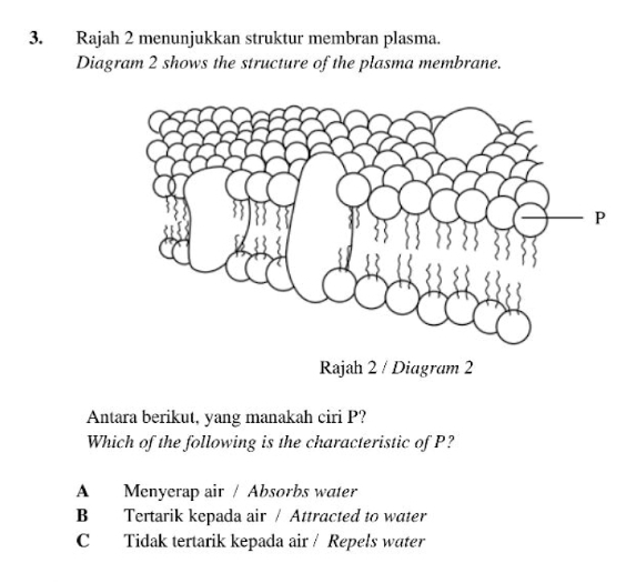 Rajah 2 menunjukkan struktur membran plasma.
Diagram 2 shows the structure of the plasma membrane.
Rajah 2 / Diagram 2
Antara berikut, yang manakah ciri P?
Which of the following is the characteristic of P?
A Menyerap air / Absorbs water
B Tertarik kepada air / Attracted to water
C Tidak tertarik kepada air / Repels water