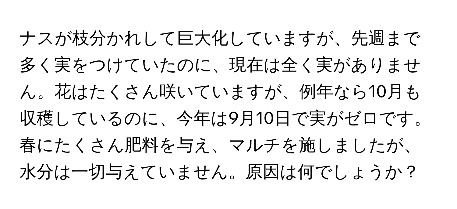 ナスが枝分かれして巨大化していますが、先週まで多く実をつけていたのに、現在は全く実がありません。花はたくさん咲いていますが、例年なら10月も収穫しているのに、今年は9月10日で実がゼロです。春にたくさん肥料を与え、マルチを施しましたが、水分は一切与えていません。原因は何でしょうか？