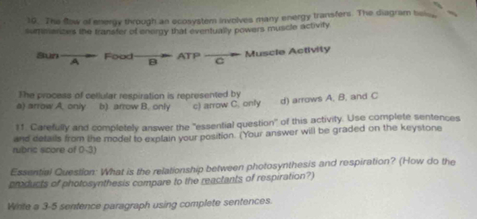 The flow of energy through an ecosystem involves many energy transfers. The diagram belss
summenzes the transfer of energy that eventually powers muscle activity
Sun A
ATP Muscle Activity
Food 8 C
The process of cellular respiration is represented by
a) arrow A. only b). arrow B. only c) arrow C. only d) arrows A, B, and C
$1. Carefully and completely answer the "essential question" of this activity. Use complete sentences
and details from the model to explain your position. (Your answer will be graded on the keystone
rubric score of 0-3)
Essential Question: What is the relationship between photosynthesis and respiration? (How do the
products of photosynthesis compare to the reactants of respiration?)
Write a 3-5 sentence paragraph using complete sentences.