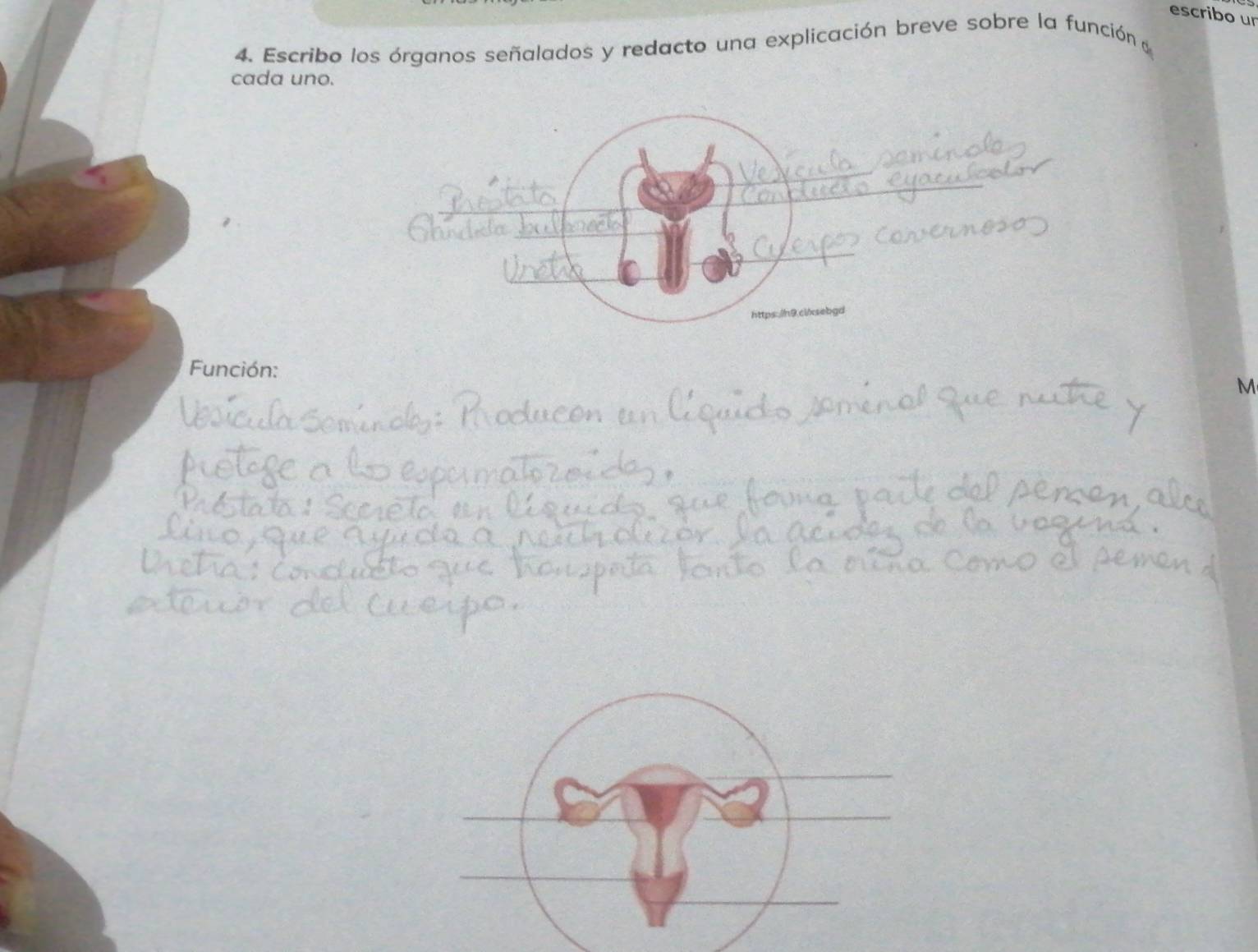 escribo un 
4. Escribo los órganos señalados y redacto una explicación breve sobre la función e 
cada uno. 
https:/h9.ci/xsebgd 
Función: 
M