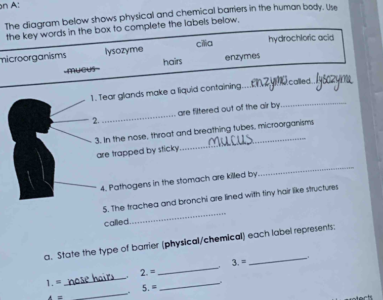 A:
The diagram below shows physical and chemical barriers in the human body. Use
the key words in the box to complete the labels below.
microorganisms lysozyme cilia
hydrochloric acid
hairs
mUCus enzymes
1. Tear glands make a liquid containing._ called ._
_2. _are filtered out of the air by
_
3. In the nose, throat and breathing tubes, microorganisms
are trapped by sticky
4. Pathogens in the stomach are killed by
_
_
5. The trachea and bronchi are lined with tiny hair like structures
called.
a. State the type of barrier (physical/chemical) each label represents:
: 3.=. 2.=
_
1.= :
_
_.
_
. 5.=
A= ect