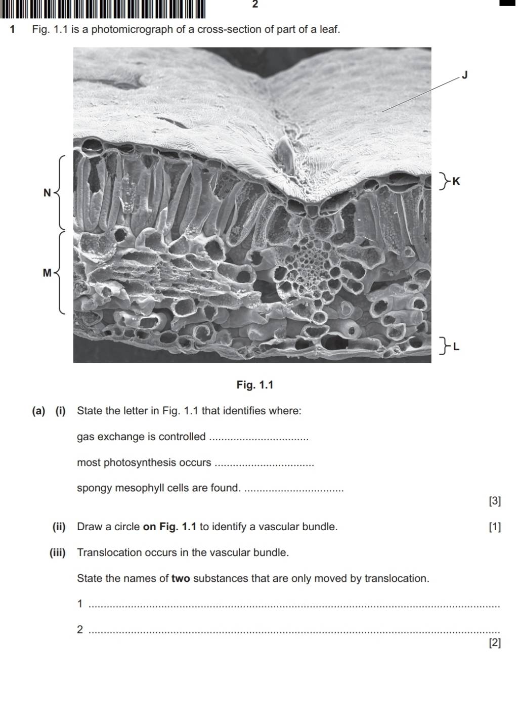 2 
1 Fig. 1.1 is a photomicrograph of a cross-section of part of a leaf. 
Fig. 1.1 
(a) (i) State the letter in Fig. 1.1 that identifies where: 
gas exchange is controlled_ 
most photosynthesis occurs_ 
spongy mesophyll cells are found._ 
[3] 
(ii) Draw a circle on Fig. 1.1 to identify a vascular bundle. [1] 
(iii) Translocation occurs in the vascular bundle. 
State the names of two substances that are only moved by translocation. 
_1 
_2 
2