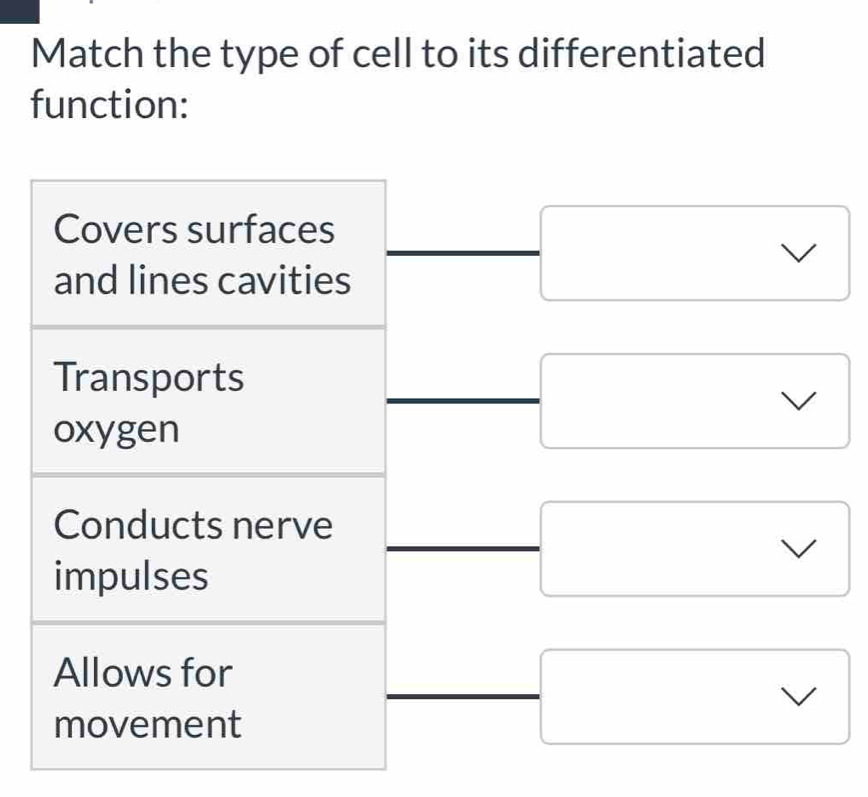 Match the type of cell to its differentiated 
function: