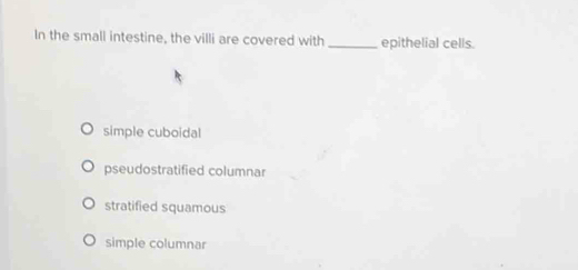 In the small intestine, the villi are covered with _epithelial cells.
simple cuboidal
pseudostratified columnar
stratified squamous
simple columnar