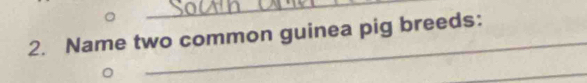 Name two common guinea pig breeds: 
_