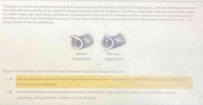 Throughout evolutionary history there have been approximately 350 members of the order Proboscidea. The only three species from
this order still fiving are the Asian elephant and two species of African elephants. The African elephants evolved most recently, about
1.5 million years ago. Both Asian and African elephants have lobes of flesh on the tips of their trunks that they use for grasping food
and other objects. Asian elephants have one of these lobes, while African elephants are more efficient because they have two. The
image below shows the difference.
What is the most likely cause of this variation between Asian and African elephants?
A. African elephants used their trunks for grasping more than Asian elephants did, so their DNA mutated and caused their
trunks to develop differently.
B. An individual African elephant had an error occur during DNA replication that resulted in a trunk with a selective
advantage, and passed this mutation on to its offspring.