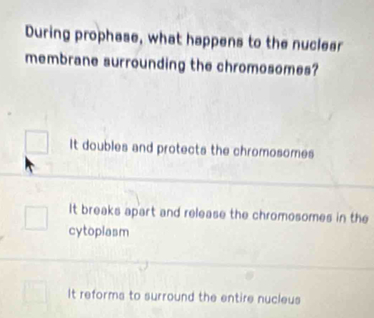 During prophase, what happens to the nuclear
membrane surrounding the chromosomes?
It doubles and protects the chromosomes
It breaks apart and release the chromosomes in the
cytoplasm
It reforms to surround the entire nucleus